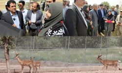 اجرای بزرگترین طرح رهاسازی گونه شاخص و بومی «گوزن زرد ایرانی»