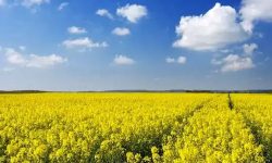 پیش بینی برداشت ۵ هزار تن کلزا از مزارع لرستان