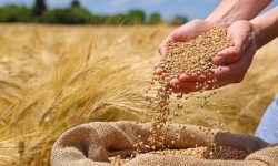 خرید ۴ هزار تن کلزا و گندم از کشاورزان لرستانی
