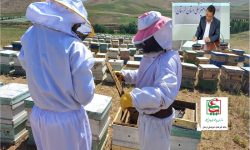 اجرای طرح پایش بیماری‌های زنبور عسل در لرستان