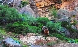 مشاهده یک قلاده خرس قهوه‌ای ماده با ۲ توله در لرستان+فیلم