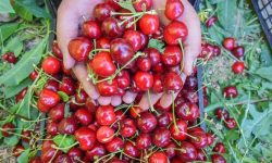 برداشت یک هزار و ۷۰۰ تن آلبالو در بروجرد
