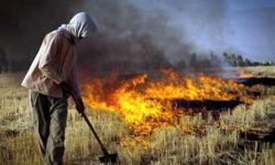 ممنوعیت سوزاندن کاه و کلش محصولات کشاورزی