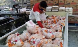 تولید و توزیع مرغ در سامانه «کابوک» الزامی شد