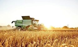 خرید بیش از ۹ هزار تن گندم از کشاورزان لرستانی