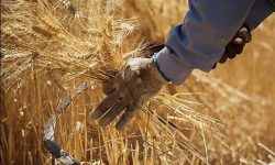 خرید بیش از ۴۲ هزار تن گندم در لرستان
