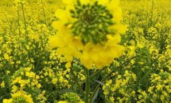 خرید یکهزار و ۳۰۰ تن کلزا از کشاورزان لرستانی