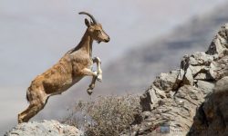 شش ماه حبس برای شکارچی بز کوهی در لرستان