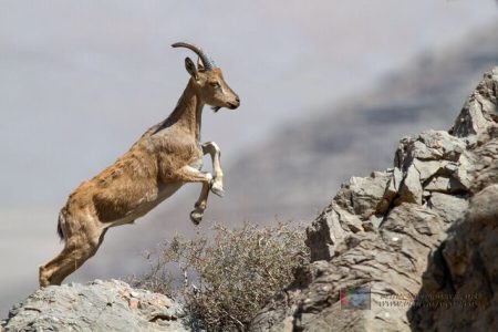 شش ماه حبس برای شکارچی بز کوهی در لرستان
