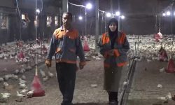 کار آفرینی بانوی لرستانی با پرورش مرغ گوشتی