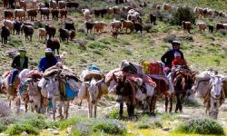 بلاتکلیفی در اداره کل امور عشایری لرستان؛آسیب به مدیریت یک حوزه حیاتی