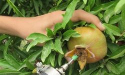 مبارزه بیولوژیک علیه کرم «گلوگاه» در باغات چگنی