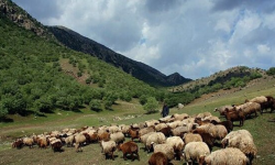 صدور ۱۱ هزار فقره پروانه چرای دام در لرستان