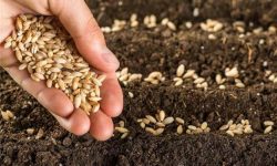 خرید تضمینی بیش از ۷ هزار تن گندم در پلدختر