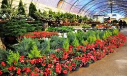 بر پایی ۵۰ غرفه تخصصی در نمایشگاه ملی گل و گیاه لرستان