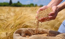 خرید ۷۲هزارتن گندم از کشاورزان لرستانی