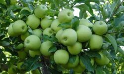 بروجرد قطب تولید سیب لرستان