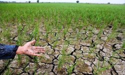 خطر خشکسالی در لرستان؛۲۲ هزار هکتار از اراضی کشاورزی در معرض نابودی