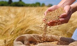 پرداخت ۱۷۸ میلیارد تومان به گندم‌کاران لرستانی