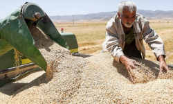 خرید ۱۴۰ هزار تن گندم از کشاورزان لرستانی