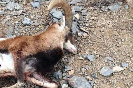 کشف و ضبط اجزای لاشه یک راس بزکوهی در لرستان