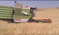 پیش بینی برداشت ۱۲ هزار تن گندم از مزارع بخش بیرانوند