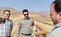 رها سازی ۶ بهله پرنده شکاری در ارتفاعات بروجرد