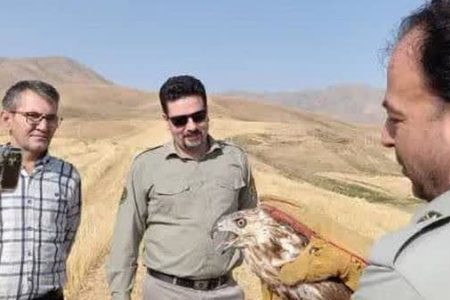 رها سازی ۶ بهله پرنده شکاری در ارتفاعات بروجرد