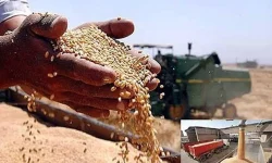 خرید ۱۷۰ هزار تن گندم از کشاورزان لرستانی