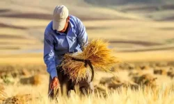 پرداخت ۴۰۰ میلیارد تومان به گندمکاران لرستانی