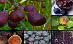 معمولان دومین تولیدکننده انجیر سیاه پس از ترکیه