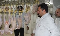 کشتارگاه مرغ کوهدشت افتتاح می شود
