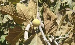 قطب انجیر ایران در آستانه خشکیدن