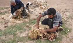 تولید ۱۲۰ تُن پشم توسط عشایر بروجرد