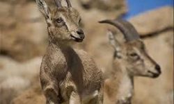 دستگیری شکارچی غیرمجاز بز کوهی در دورود