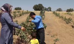 کارآفرینی زوج روستایی لرستانی از شالی تا پسته