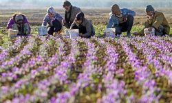 سود «طلای سرخ» لرستان در جیب دلالان