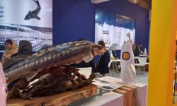 نمایشگاه بین المللی شیلات در لرستان برگزار می شود
