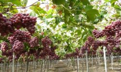 برداشت بیش از ۱۷ هزار تُن انگور از تاکستان های بروجرد