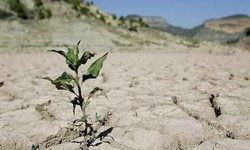 خسارت ۲ هزار میلیاردی خشک‌سالی به کشاورزی بروجرد