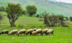 هشدار منابع طبیعی الیگودرز به دامداران بدون پروانه