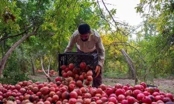 جشنواره ملی انار در کوهدشت برگزار می‌شود