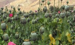 کِشت خشخاش در ایران قانونی شد