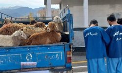 دستگیری سارقان احشام در خرم آباد