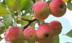 عطر سیب پاییزه بروجرد در بازار لرستان