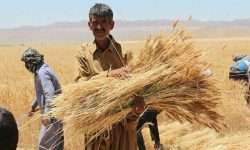 پرداخت ۹۵ درصد مطالبات گندم کاران لرستانی