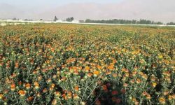 رکورد ملی در تولید بذر گلرنگ در بروجرد