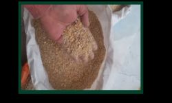 کشف ۵ تن خوراک طیور بدون مجوز در الیگودرز
