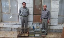 دستگیری فروشندگان غیرمجاز پرندگان زینتی در بروجرد