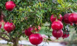 پایان عملیات کنترل بیولوژیک آفات در مزارع لرستان